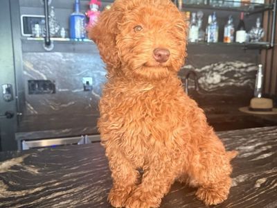 Lola Is a Calm Smart Mini Goldendoodle