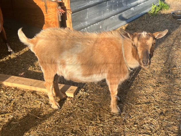 Nigerian Dwarf Doe In Milk