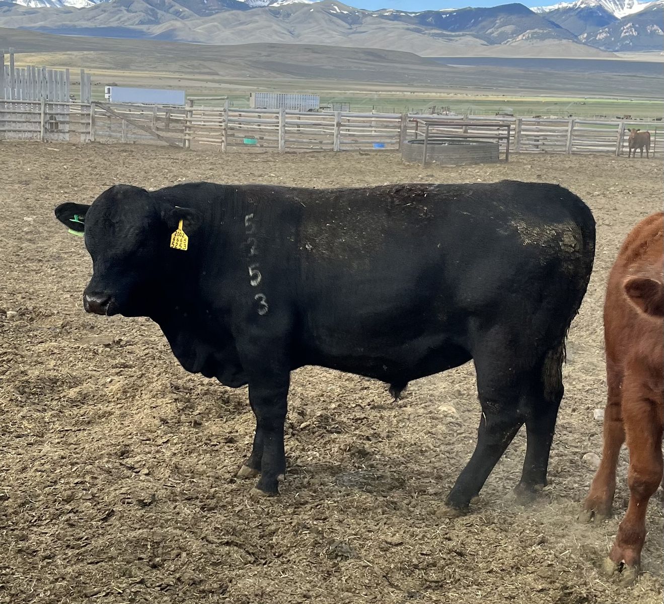 Three Yearling Calving Ease Angus Bulls