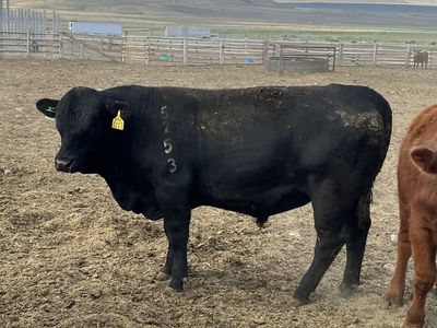Three Yearling Calving Ease Angus Bulls