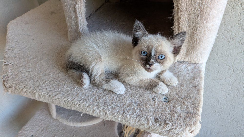 4 Kittens For Sale
