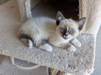 4 Kittens For Sale
