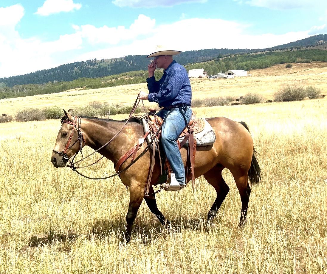 5 Yr Old AQHA Buckskin Mare