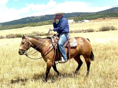 5 Yr Old AQHA Buckskin Mare
