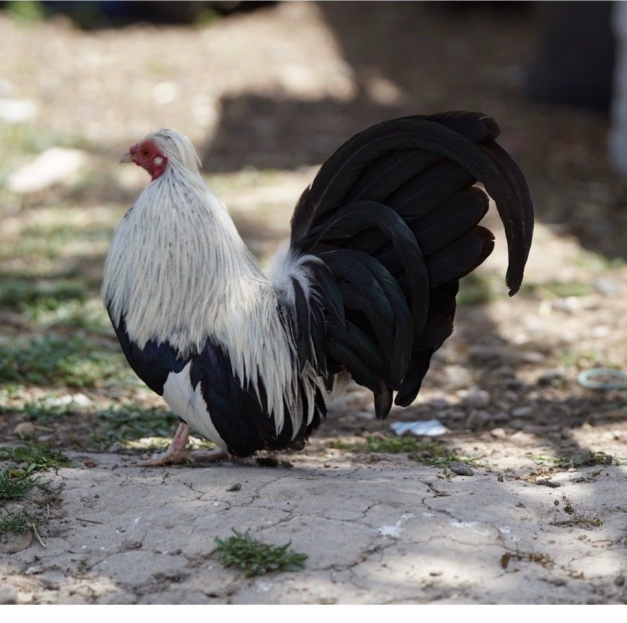 pollitas: aztecas/mini phoenix