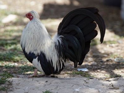 pollitas: aztecas/mini phoenix