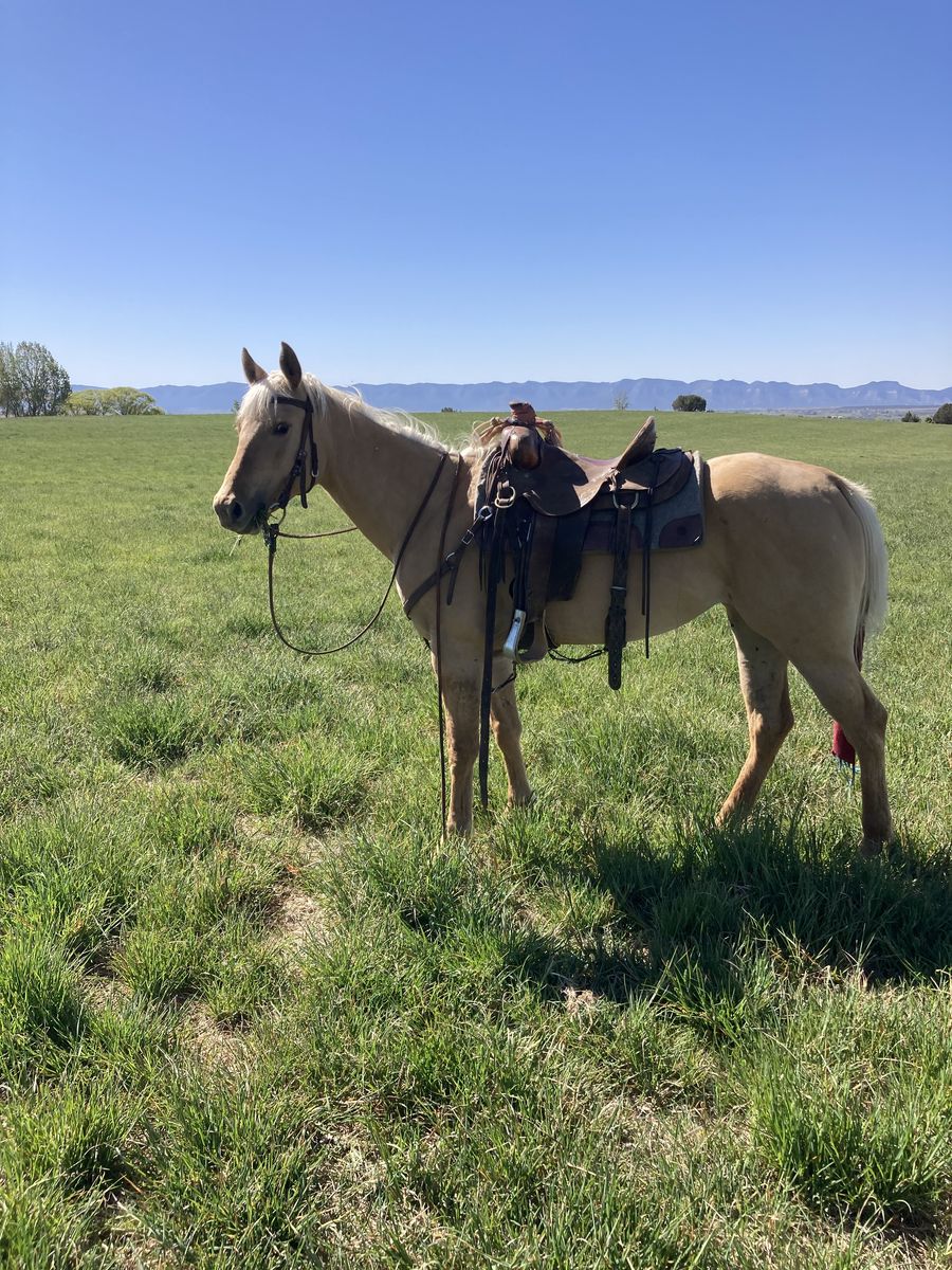 5 year old Palomino Filly