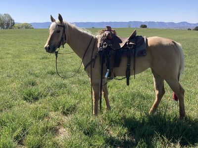 5 year old Palomino Filly