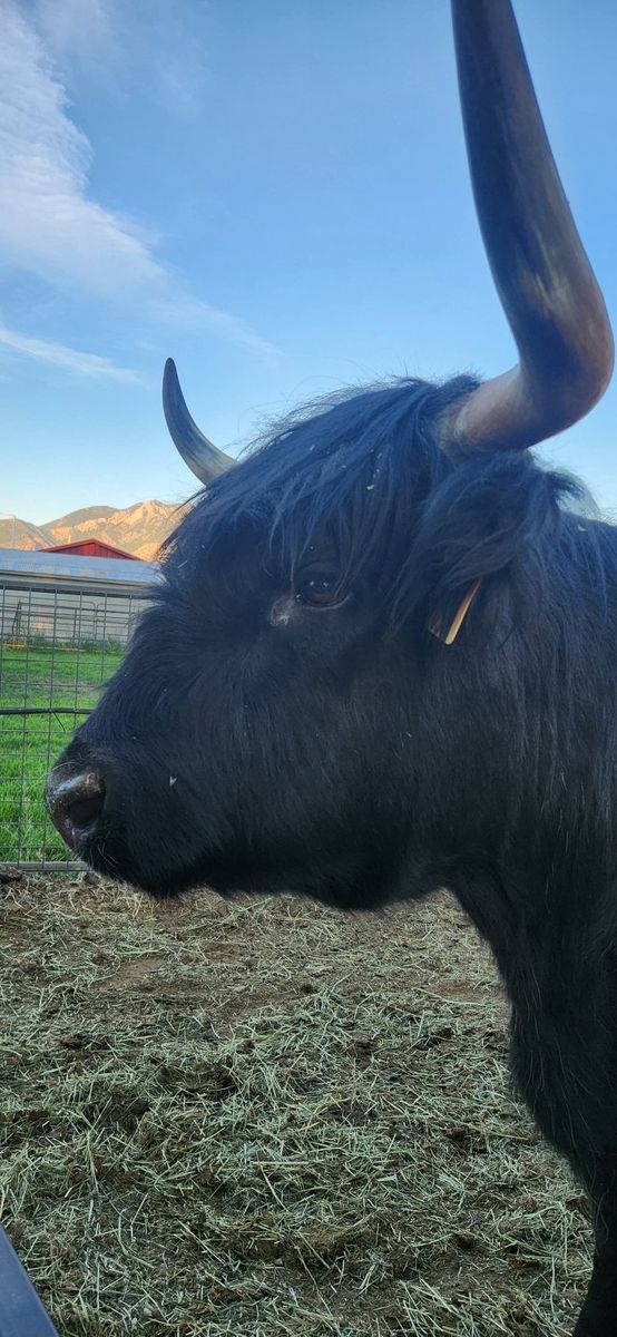 Registered Highland pregnant Cow