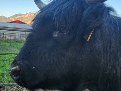 Registered Highland pregnant Cow