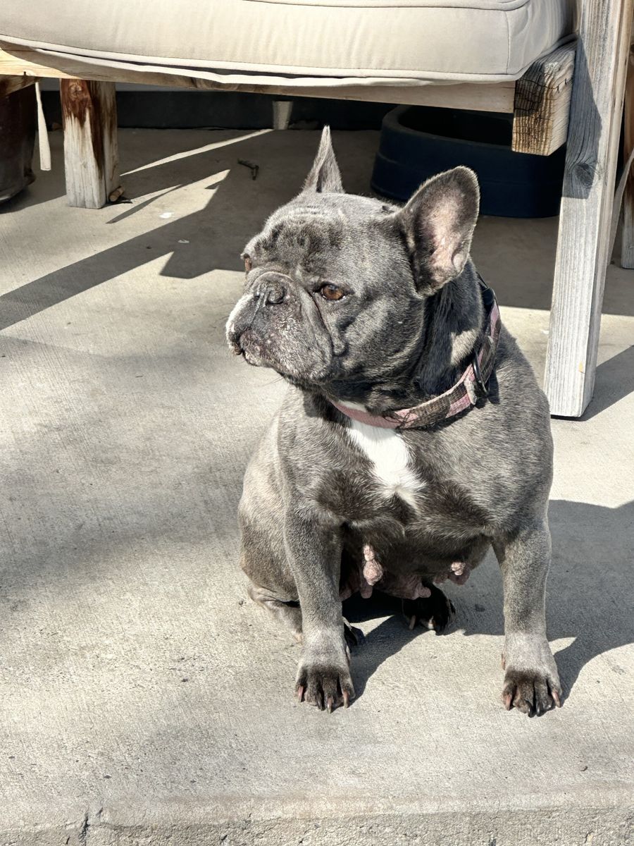 Akc French Bulldog