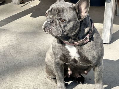 Akc French Bulldog