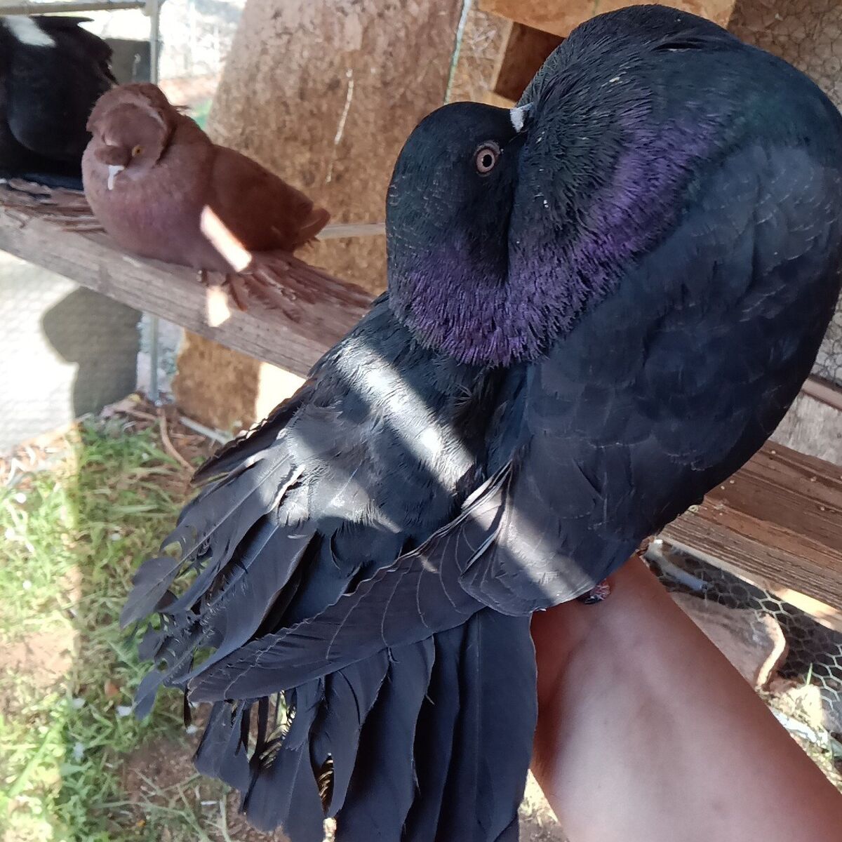 in search of black fantail pigeons