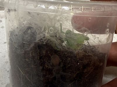 OBT Orange baboon tarantula