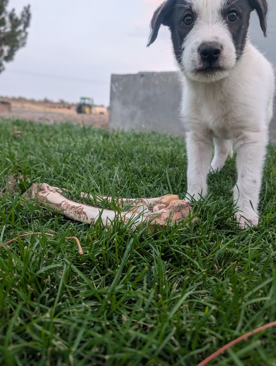 Idaho Shag / Border Collie Puppies