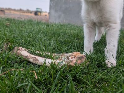 Idaho Shag / Border Collie Puppies