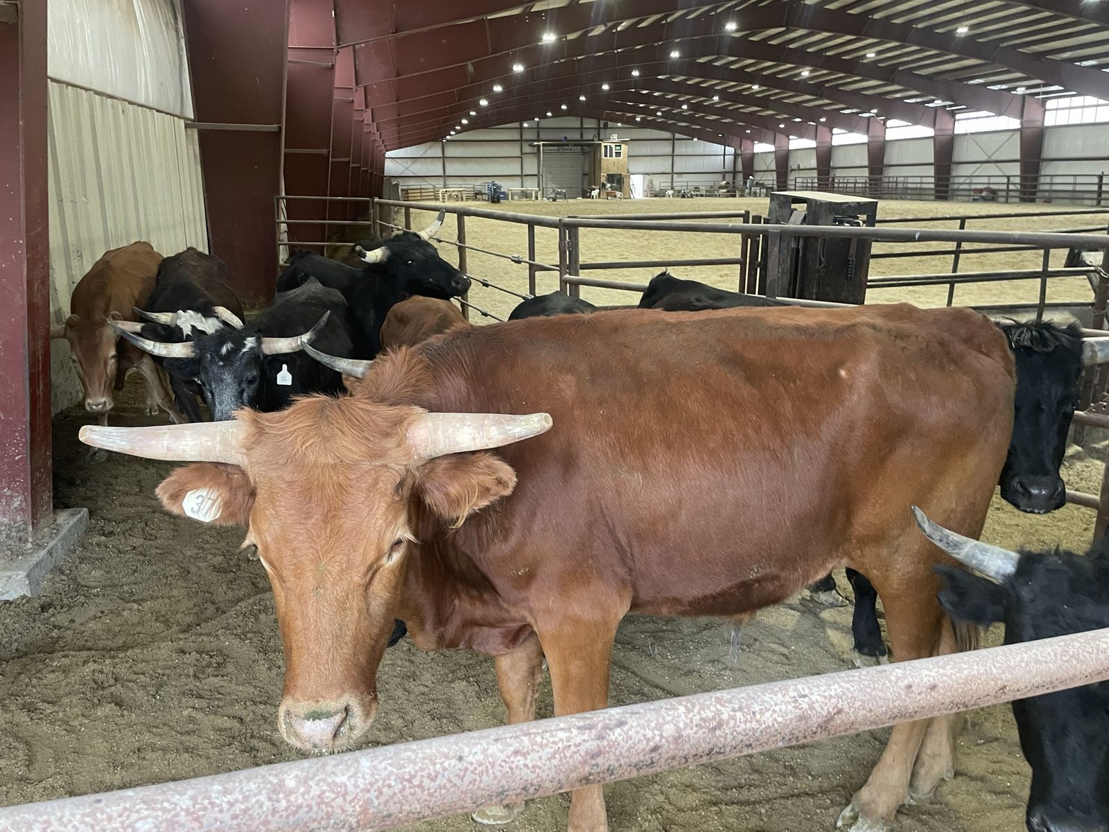 Steers