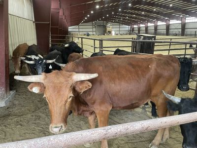 Steers