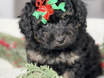 Toy Poodle