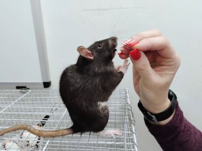 Four Rat Buddies