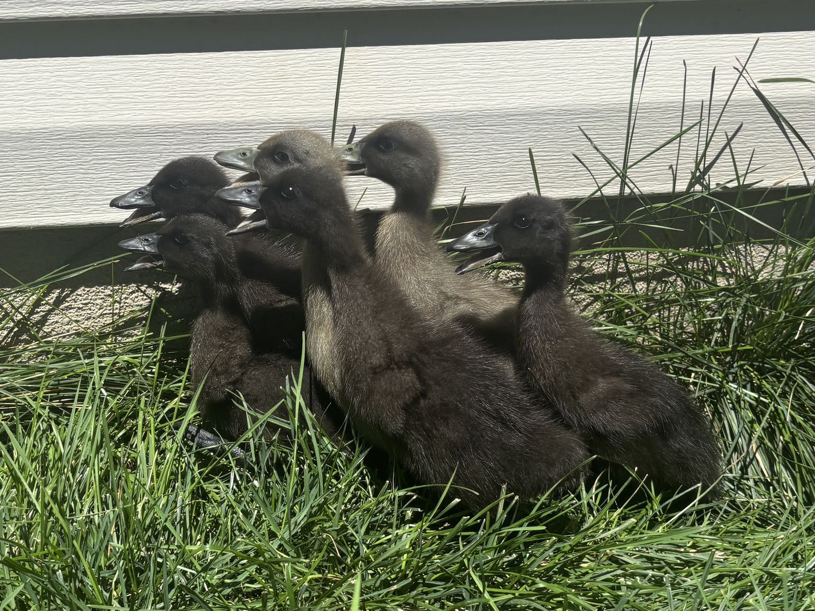 1-Week-Old Ducklings