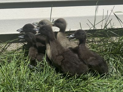 1-Week-Old Ducklings