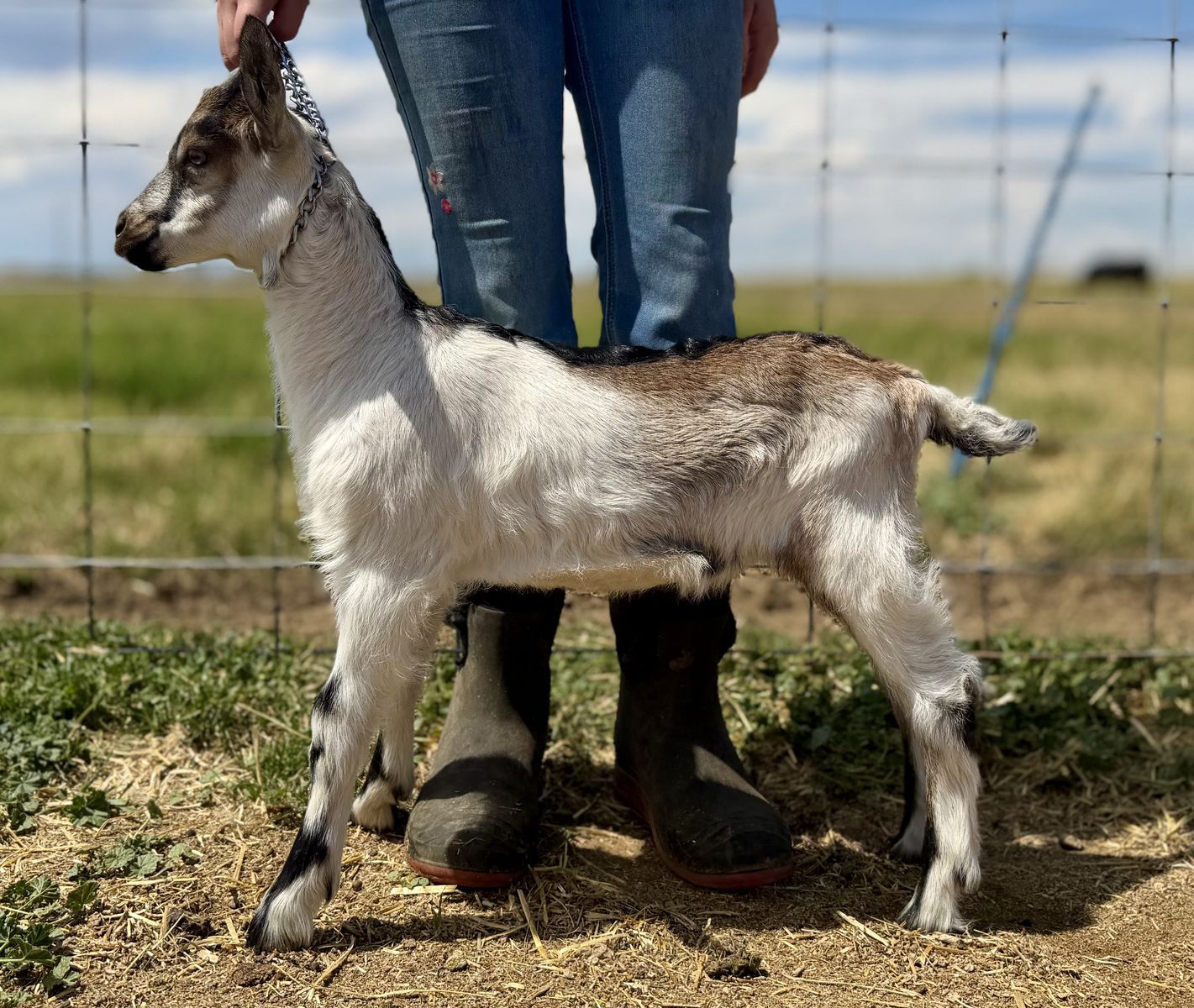 High Quality Alpine Goat Bucks