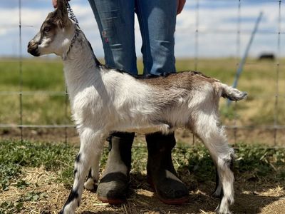 High Quality Alpine Goat Bucks