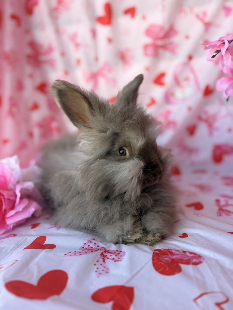Pedigreed English Angora Baby Bunny