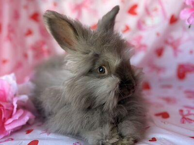 Pedigreed English Angora Baby Bunny