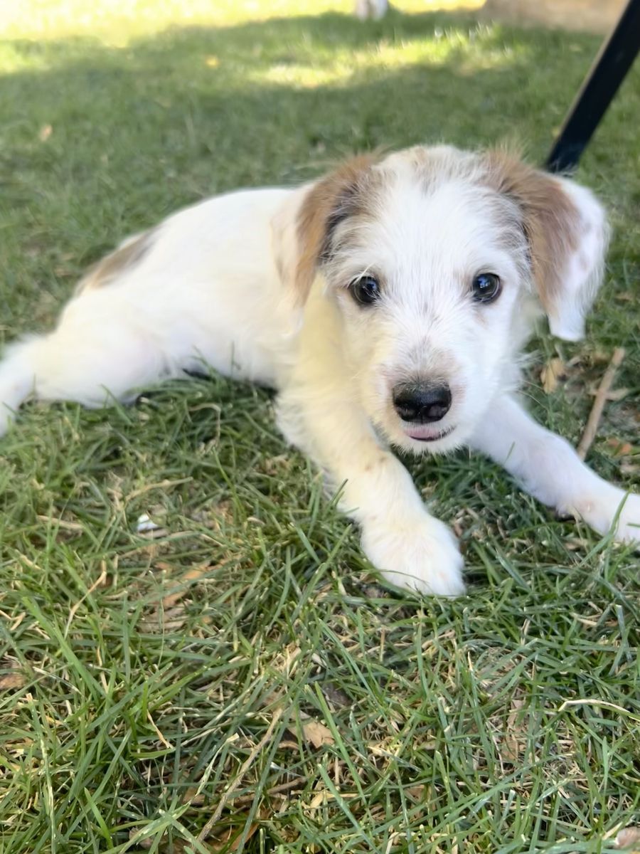 $500 OBO Adorable Morkie Poo - Yorkie Maltese Poodle Mix Male Puppy -Now Ready for His Forever Home! 12 weeks old. 