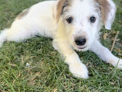 $500 OBO Adorable Morkie Poo - Yorkie Maltese Poodle Mix Male Puppy -Now Ready for His Forever Home! 12 weeks old.