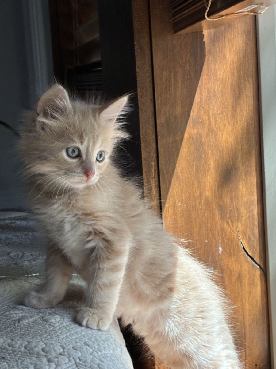 7 week old Kittens