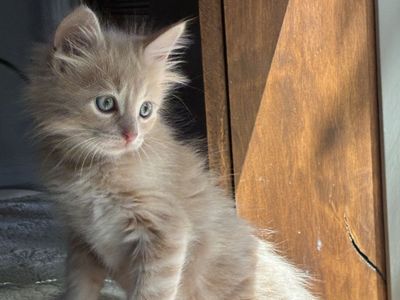 7 week old Kittens