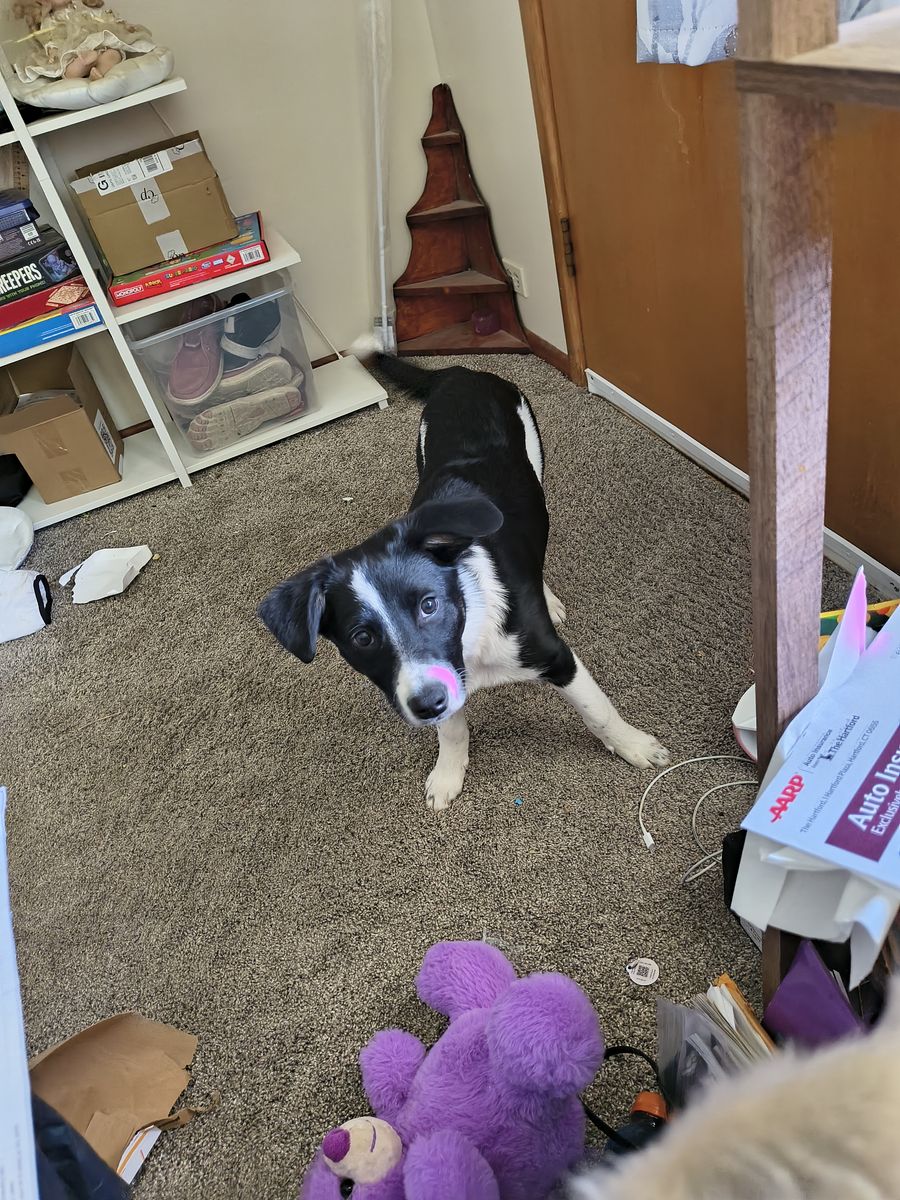 Female Border Collie/Lab mix