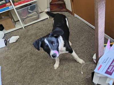 Female Border Collie/Lab mix
