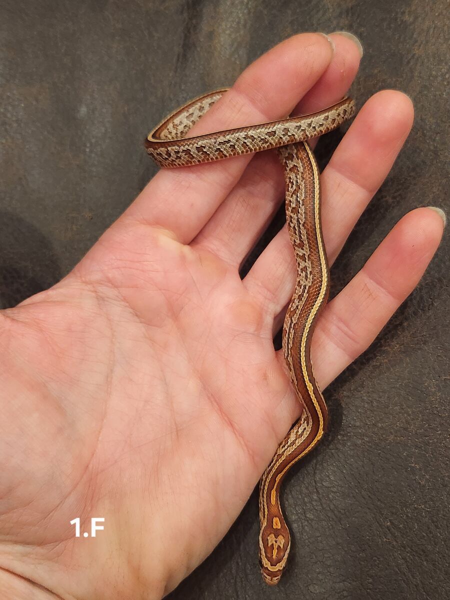 Baby scaleless and het scaleless corn snakes