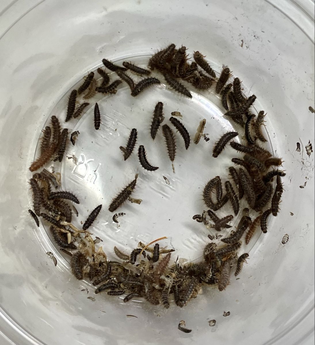 Dermestid Beetle Larvae - Live Clean-Up Crew for Taxidermy, Bones, and Entomology