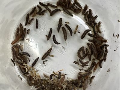 Dermestid Beetle Larvae - Live Clean-Up Crew for Taxidermy, Bones, and Entomology