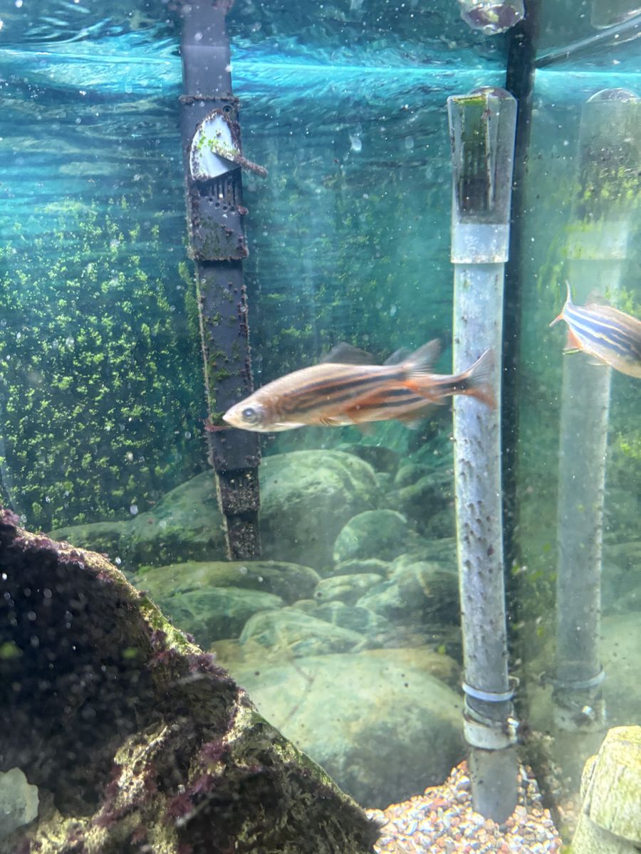 School Of Active Adult Zebra Danios—Healthy