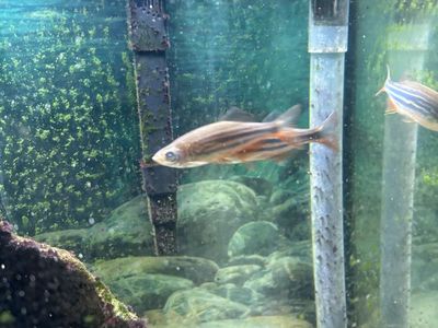 School Of Active Adult Zebra Danios—Healthy