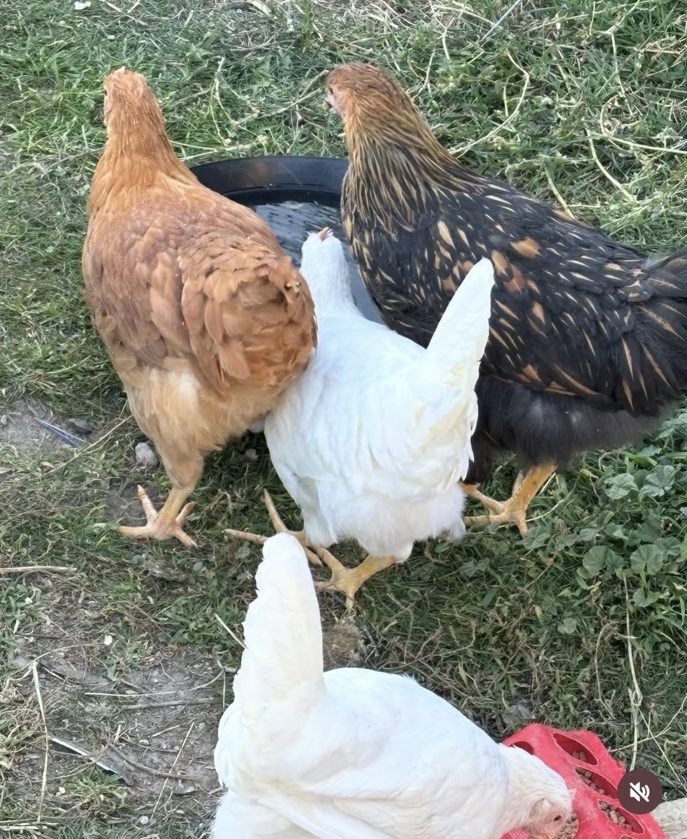 Hens for sale all lay eggs