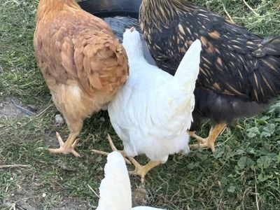 Hens for sale all lay eggs