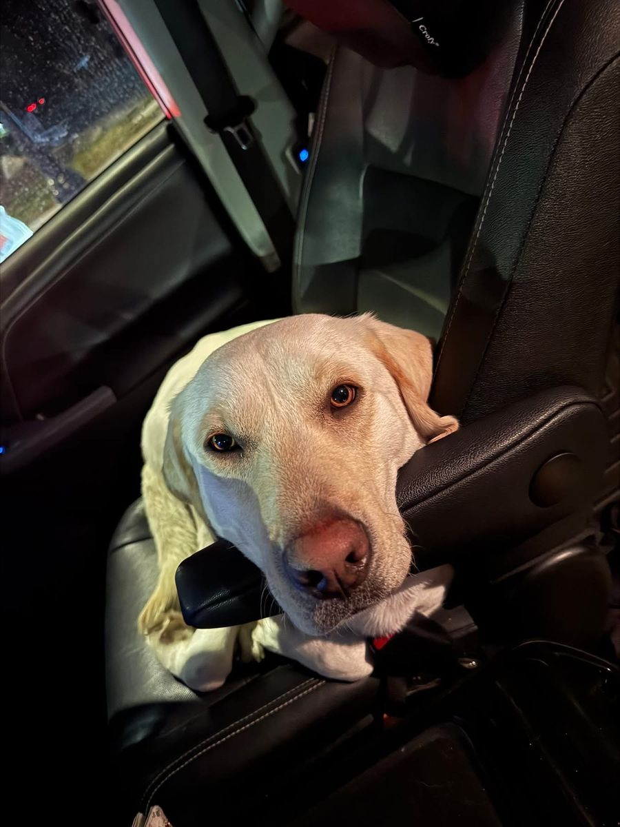 AKC white/yellow Labrador pure breed