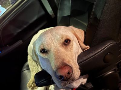 AKC white/yellow Labrador pure breed