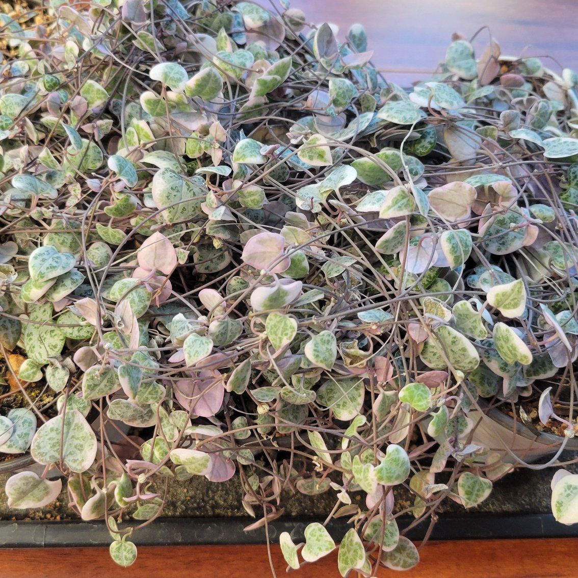 Variegated String of Hearts $30 for all 7 Pots