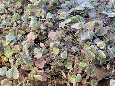 Variegated String of Hearts $30 for all 7 Pots