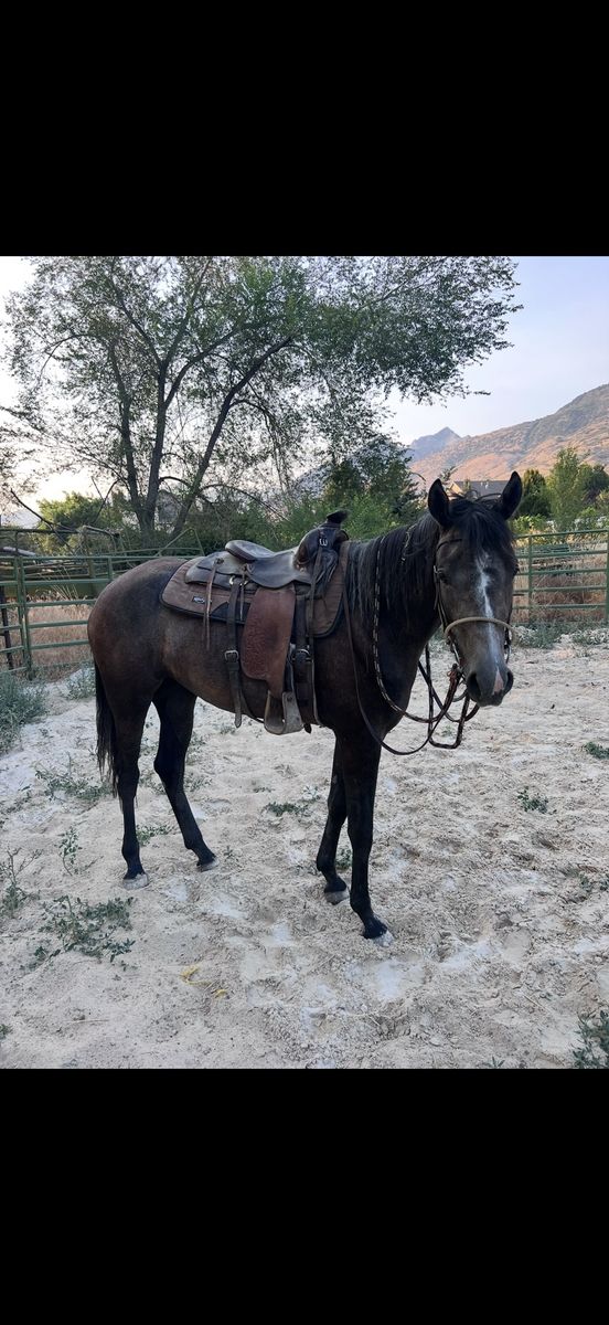 4yo grey Foxtrotter filly