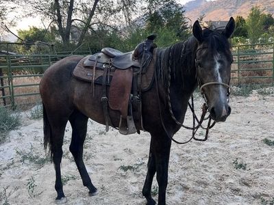 4yo grey Foxtrotter filly