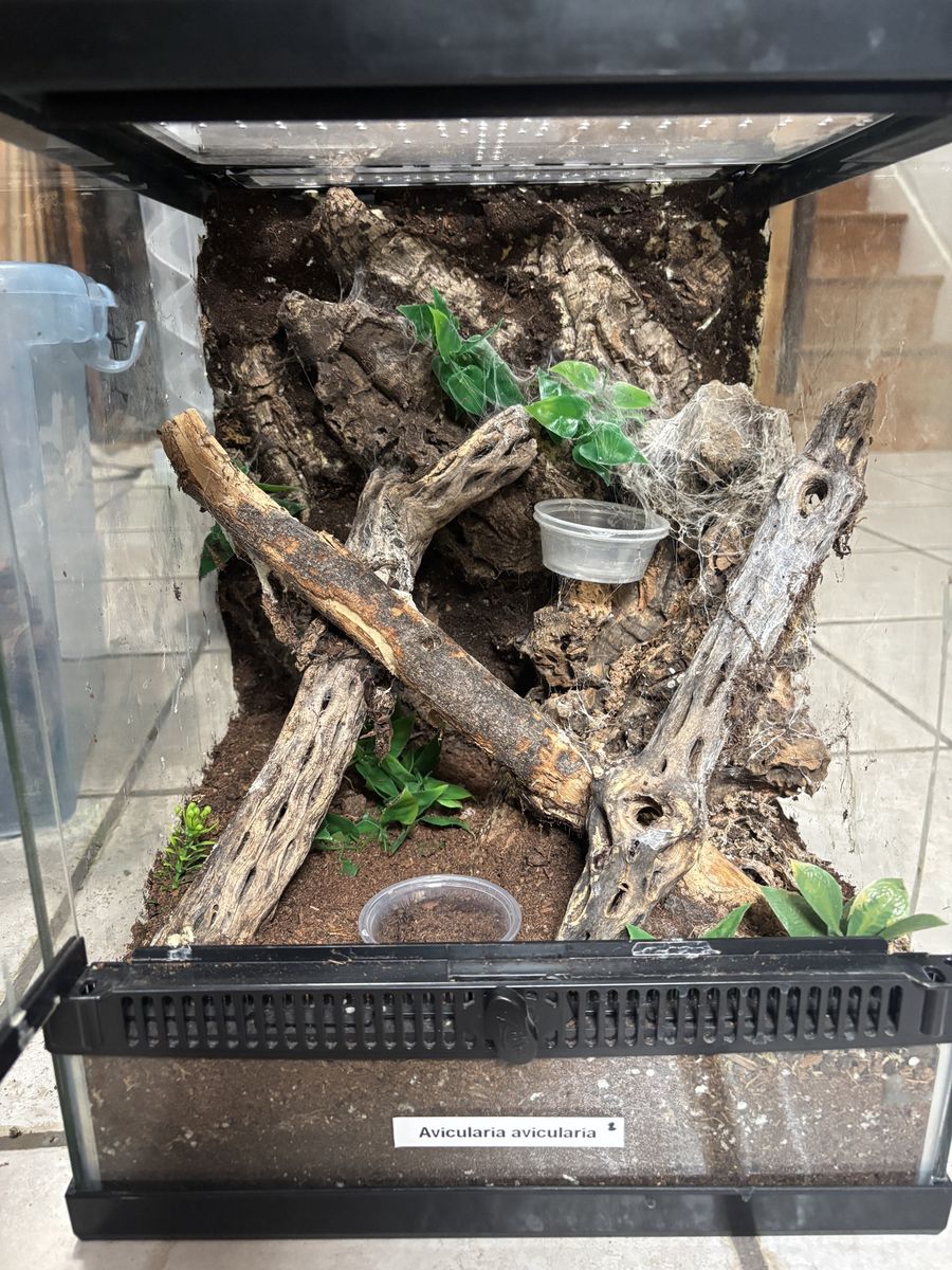 Tarantula or small invert enclosures cages tanks
